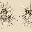 Слика од Arachnocorys circumtexta Haeckel 1860