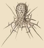 Слика од Arachnocorys umbellifera Haeckel 1860