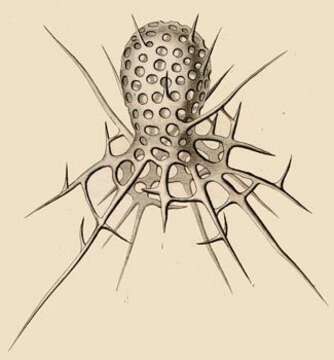 Image de Arachnocorys umbellifera Haeckel 1860