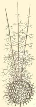 Image of Spumellaria