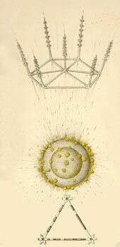 Image of Aulosphaera Haeckel 1860