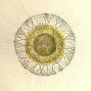 Image of Cladococcus cervicornis Haeckel 1860