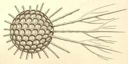 Image of Cladococcus viminalis