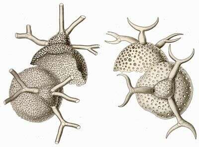 Image of Coelodendrum ramosissimum