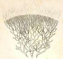Image de Coelodendrum ramosissimum