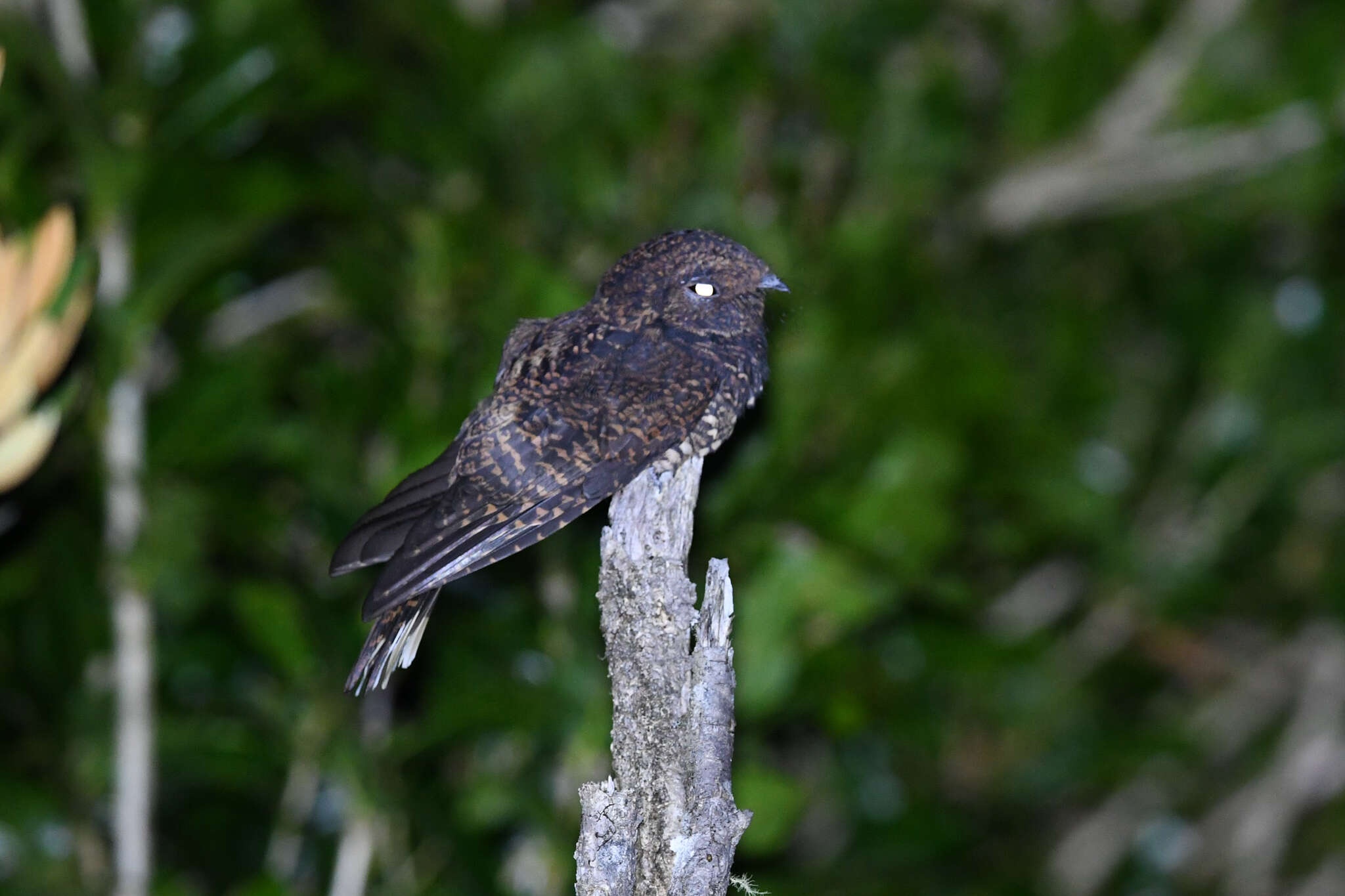 Image of Dusky Nightjar