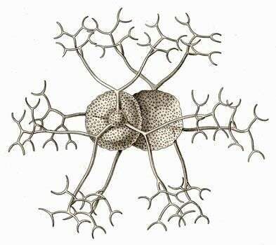 Image de Coelodendrum Haeckel 1860