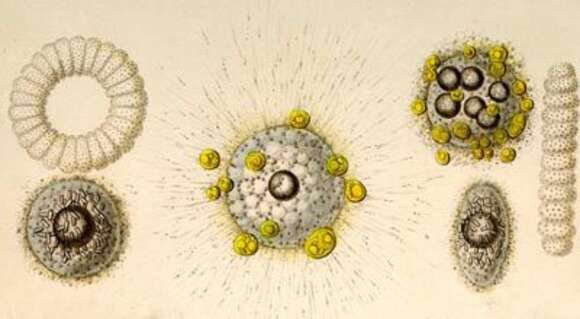 Image of Collozoum inerme