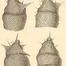Image of Lipmanella dictyoceras