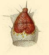 Image de Lipmanella Loeblich & Tappan 1961