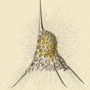 Image of Dictyophimus tripus Haeckel 1862