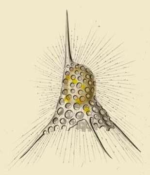 Image of Dictyophimus tripus Haeckel 1862