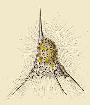 Image de Dictyophimus tripus Haeckel 1862