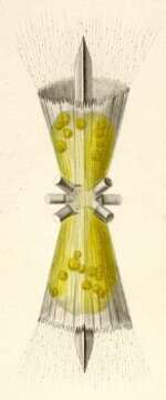 Image of Diploconus fasces