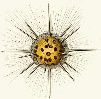 Image of Dorataspis Haeckel 1861