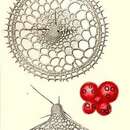 Image of Eucecryphalus gegenbauri Haeckel 1860