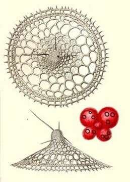 Image de Eucecryphalus gegenbauri Haeckel 1860