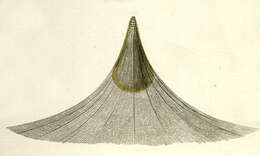 Image of Litharachnium Haeckel 1860