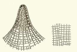 Image of Litharachnium Haeckel 1860