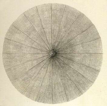 Image de Litharachnium tentorium Haeckel 1860