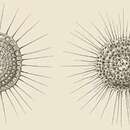 Image of Lithelius spiralis Haeckel 1860