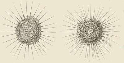 Image of Lithelius spiralis Haeckel 1860