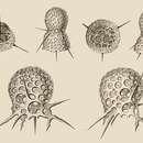 Image of Lithomelissa thoracites Haeckel 1860