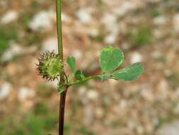 Слика од Medicago truncatula Gaertn.