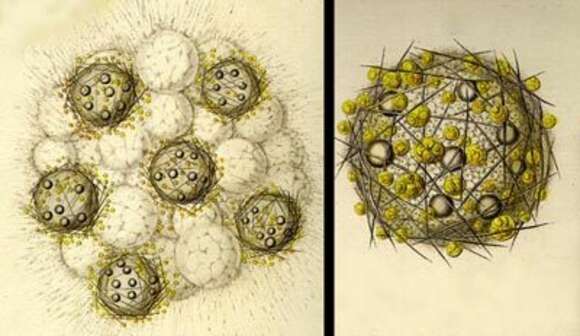 Image of Sphaerozoum italicum