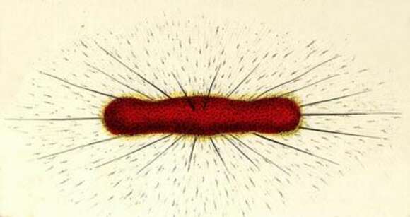 Image of Spongurus cylindricus Haeckel 1860