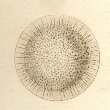 Imagem de Thalassicolla nucleata