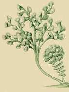 Image of Carchesium polypinum