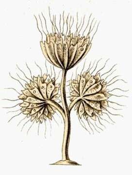 Image of <i>Cephalothamnium cyclopum</i>