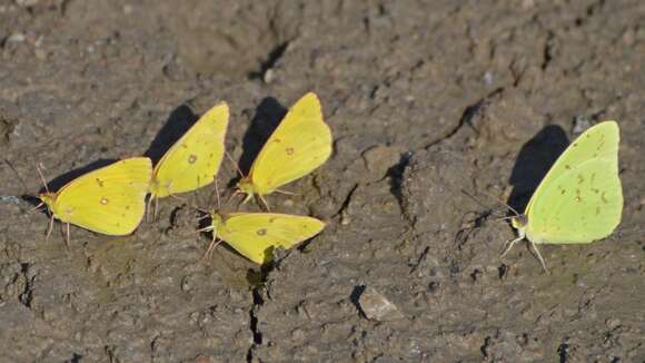 Image of Clouded sulphur