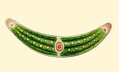 Image of Closterium costatum Corda ex Ralfs 1848