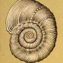 Image de Cornuspira planorbis Schultze 1853