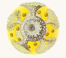 Image of <i>Coronosphaera calycina</i>
