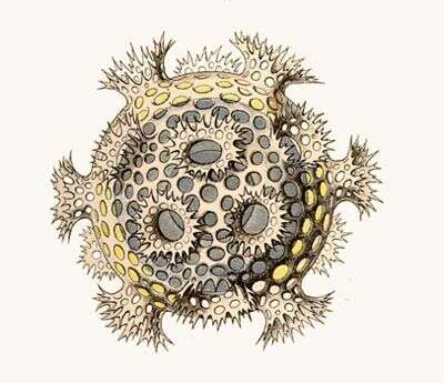 Image of <i>Coronosphaera diadema</i>