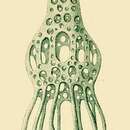 Imagem de Dictyocysta tiara Haeckel 1873