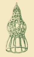 Image of Dictyocysta tiara Haeckel 1873