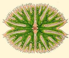 Image of Euastrum agalma E. H. P. A. Haeckel