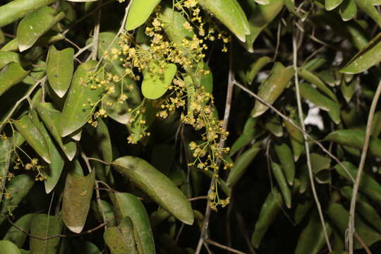 Image of Hypserpa laurina (F. Müll.) Diels