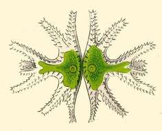 Image of Micrasterias trigemina E. H. P. A. Haeckel