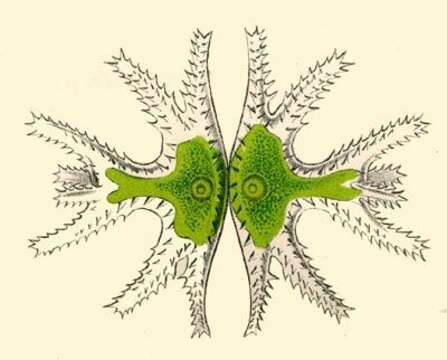 Image of Micrasterias trigemina E. H. P. A. Haeckel