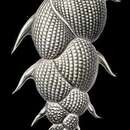 Image of Mimosina hystrix Millett 1900