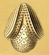 Sivun Soritoidea Ehrenberg 1839 kuva