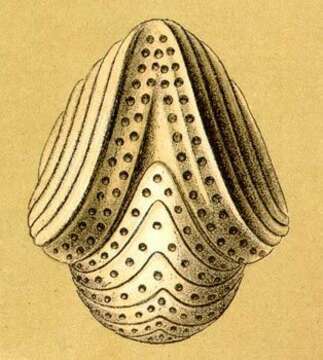 Image de Soritoidea Ehrenberg 1839