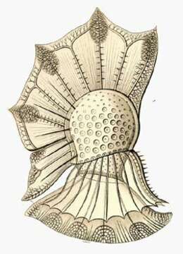 Image of Ornithocercus Stein 1883