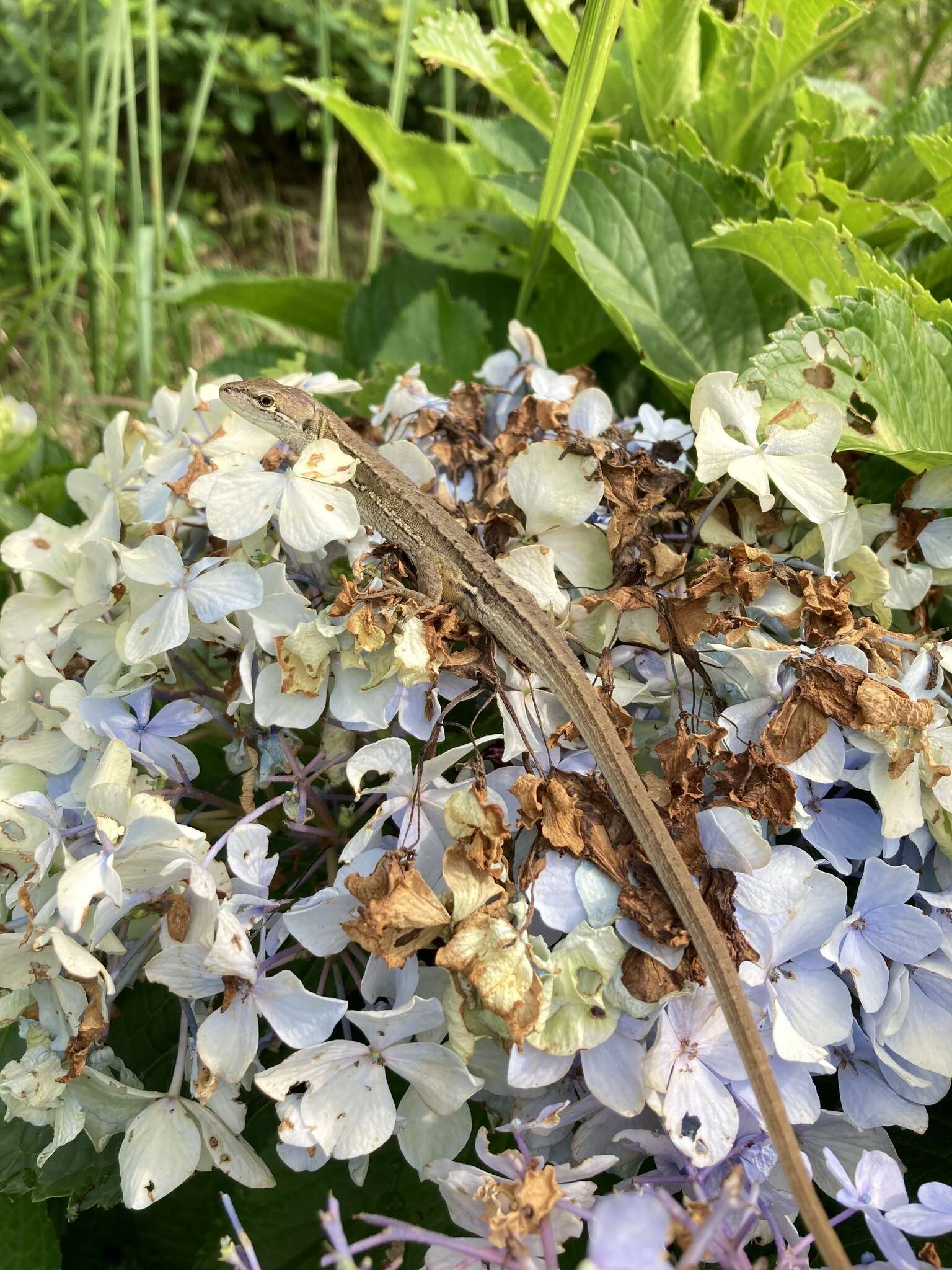 Image of Japanese Grass Lizard