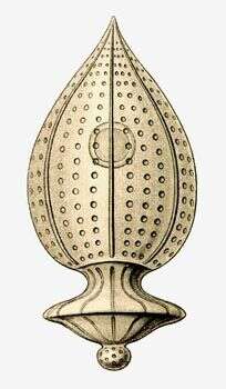 Image of Oxytoxum Stein 1883